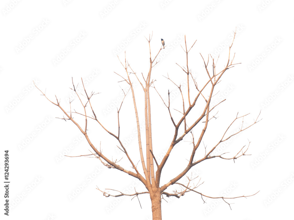 Deciduous tree with a bird clipping on white background Deciduous tree with a bird clipping on white background