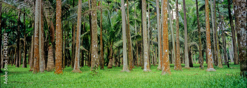 Au pied des palmiers © X. BEGUET- Panorama 