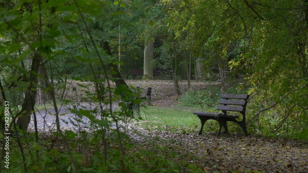 Empty Wooden Bench in the Overgrown Green Alley Fresh Green Trees Forest or Park in Autumn Day Yellow Fallen Leaves Wet Windless Weather Cloudy Day Empty Wooden Bench in the Overgrown Green Alley Fresh Green Trees Forest or Park in Autumn Day Yellow Fallen Leaves Wet Windless Weather Cloudy Day