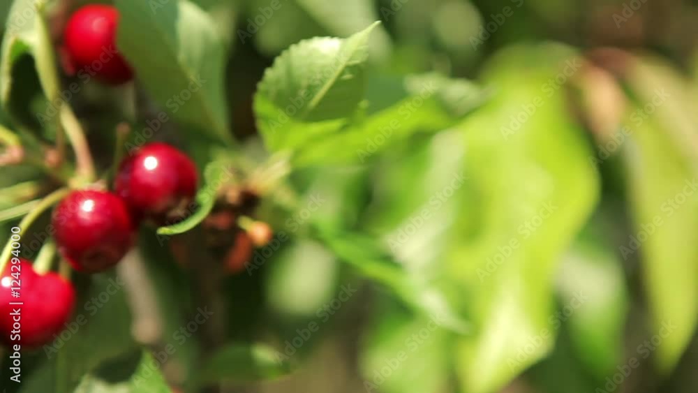 organic red mature cherries in tree ecological biological farming ready for harvest organic red mature cherries in tree ecological biological farming ready for harvest