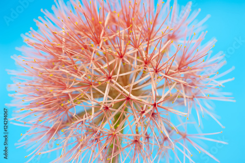 Pink Scadoxus Flower with Blue Background