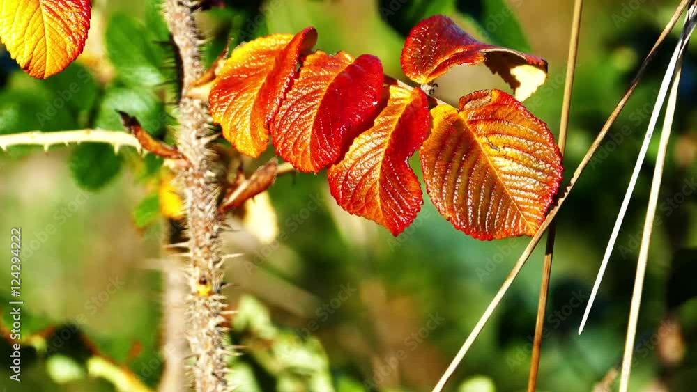 Wild rose leaves in Autumn season Wild rose leaves in Autumn season