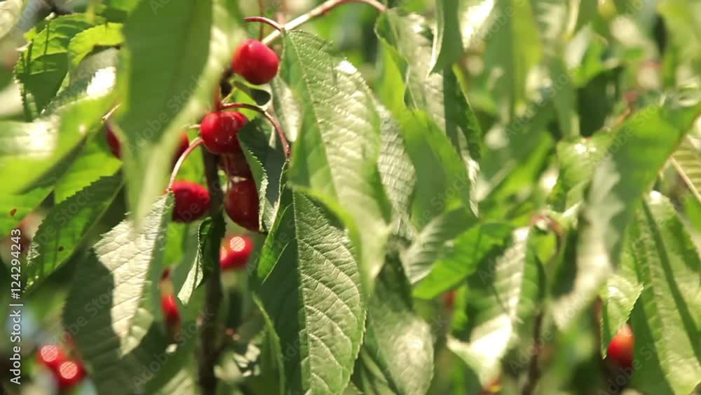 organic red mature cherries in tree ecological biological farming ready for harvest summer spring healthy sweet fruit on tree sunny day organic red mature cherries in tree ecological biological farming ready for harvest summer spring healthy sweet fruit on tree sunny day