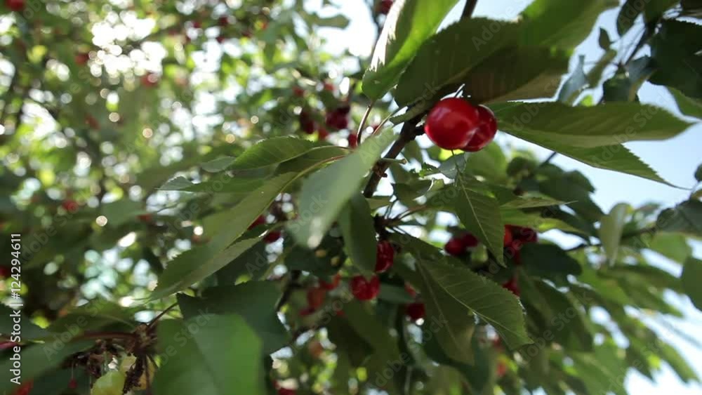 organic red mature cherries in tree ecological biological farming ready for harvest healthy summer spring seasonal fruit organic red mature cherries in tree ecological biological farming ready for harvest healthy summer spring seasonal fruit