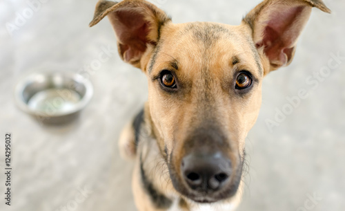 Foto Dog Food Bowl