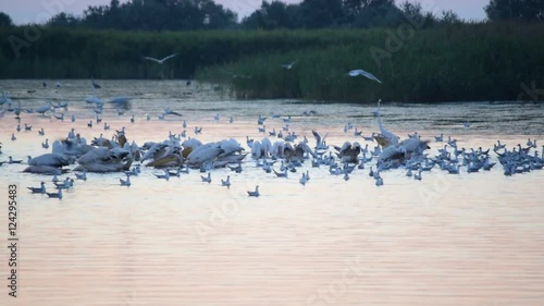 Wallpaper Mural Many great white pelicans, seagulls and egrets forage on water at dawn Torontodigital.ca