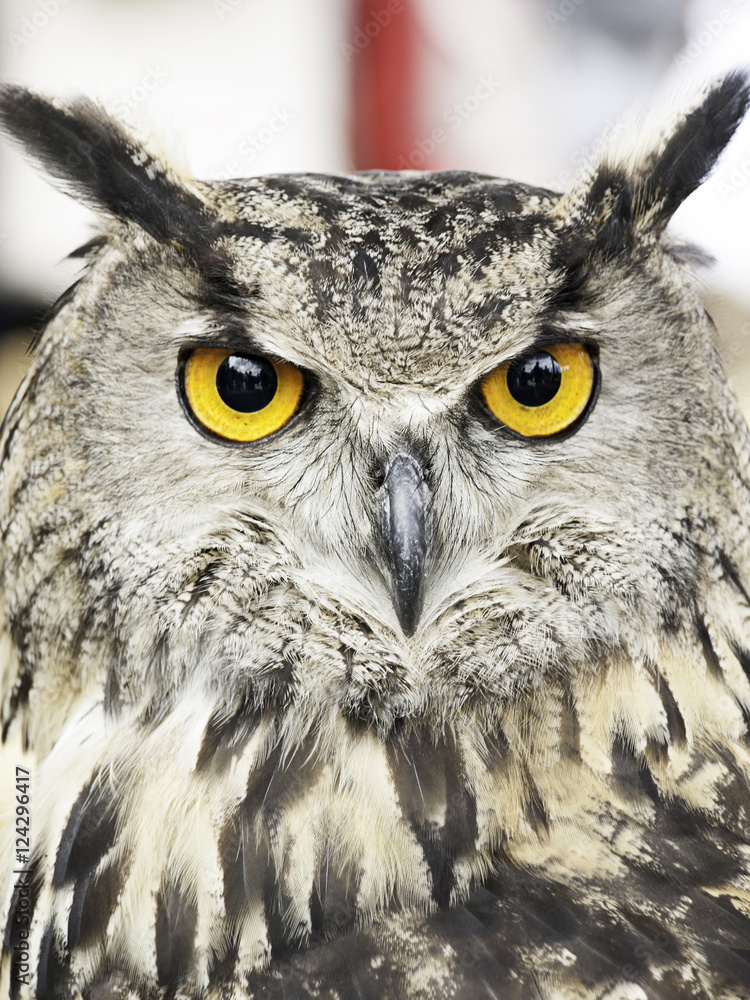 Owl falconry natural Owl falconry natural