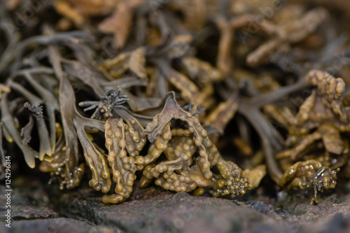 Channeled wrack (Pelvetia canaliculata) seaweed. Common brown algae with distinct channel on underside and warty terminal reproductive receptacles, on British coast