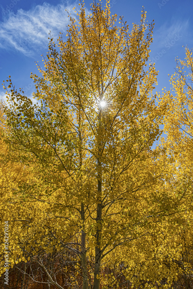 The sun shinging through the golden Aspen leaves on a beautiful fall day along the Gallatin River in Montana.Montana.