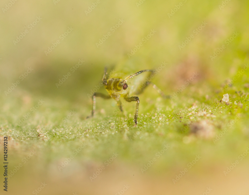 Extreme magnification - Green aphids on a plant Extreme magnification - Green aphids on a plant