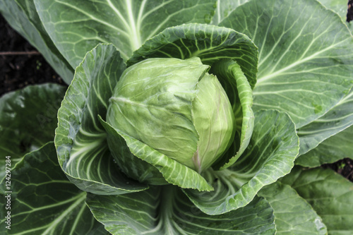 Image of a Head of Cabbage 