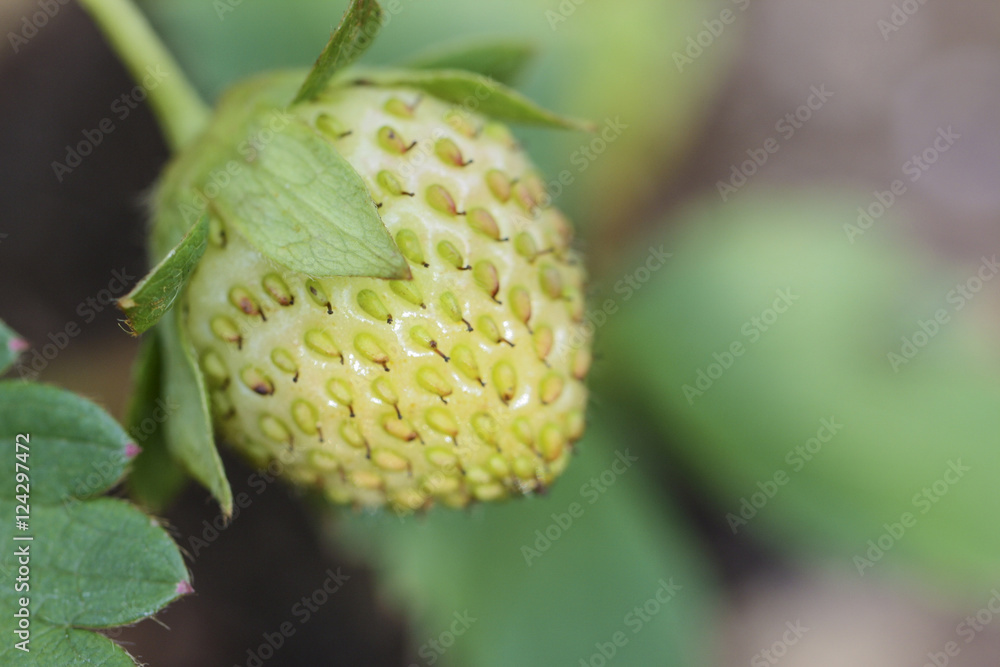 Image of a Strawberry Growing
Image of a Strawberry Growing