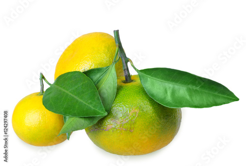 Three full fruit of yellow tangerines with several green leafs