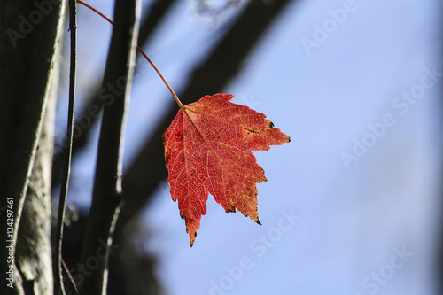 Image of a Single Maple Leaf 