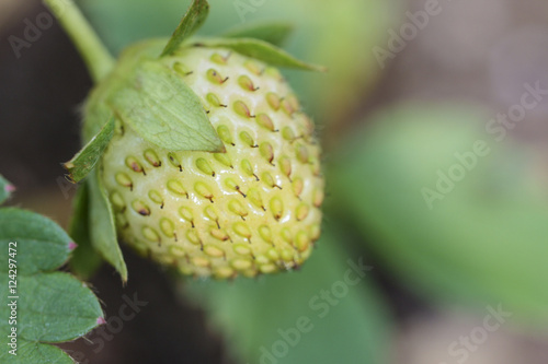 Image of a Strawberry Growing
