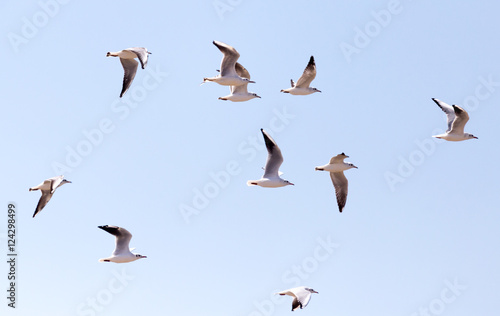 Canvas Print a flock of seagulls in flight