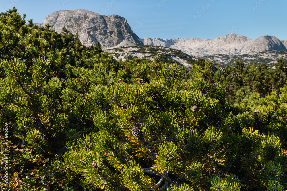 closeup of dwarf mountain pine shrubs in Austrian Alps