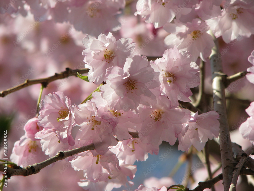 Pink flowers in full bloom on tree in spring