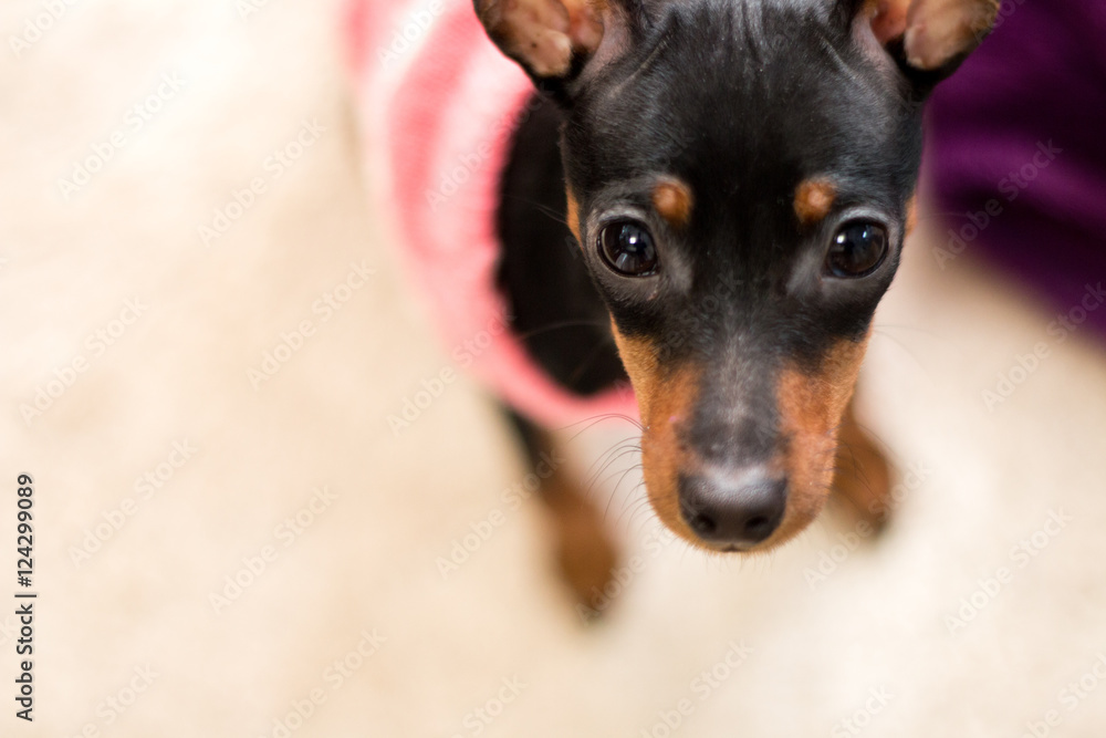 飼い主を見上げるミニチュアピンシャー クローズアップ 犬ペットイメージ Stock 写真 Adobe Stock