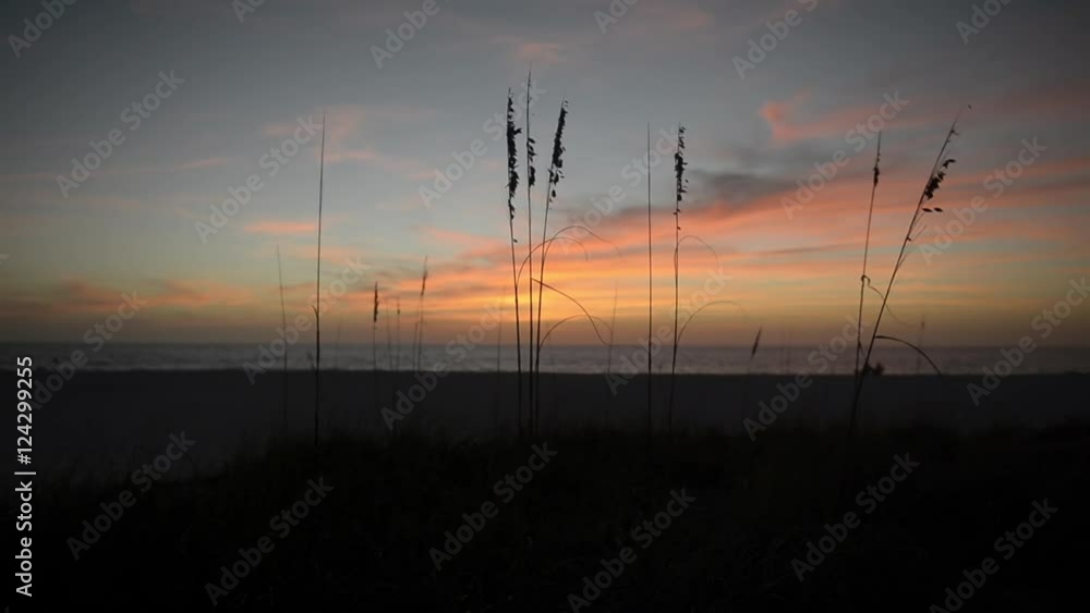 Sunset on the beach, Tall bent grass during sunset, Anna Maria Island, Florida. Sunset on the beach, Tall bent grass during sunset, Anna Maria Island, Florida.