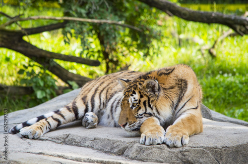 Tiger Resting 6