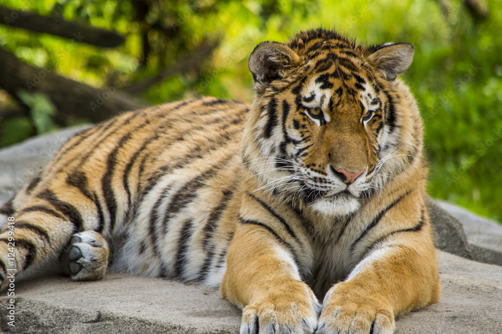 Tiger Resting 1