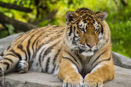 Tiger Resting 1