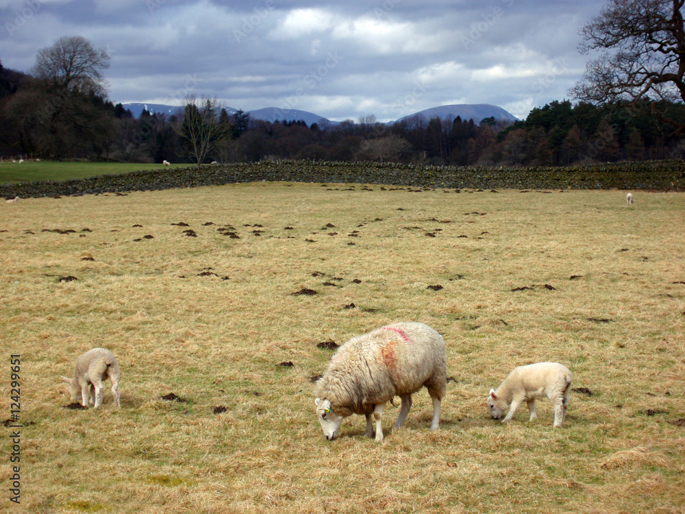 Obraz premium sheep in a field