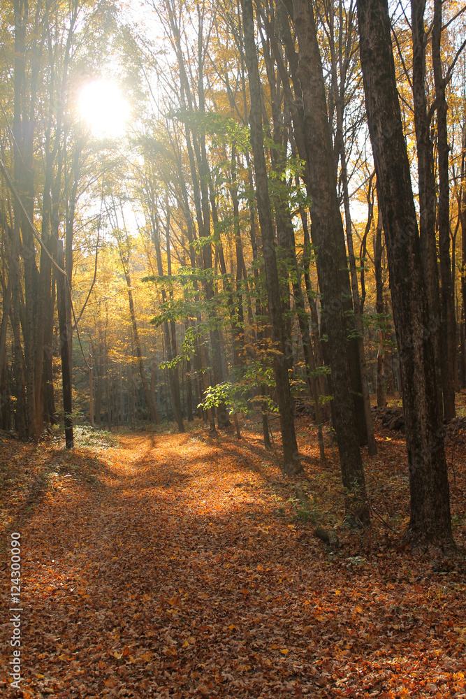 Fototapeta premium Sunlight Shining Through the Trees in Autumn