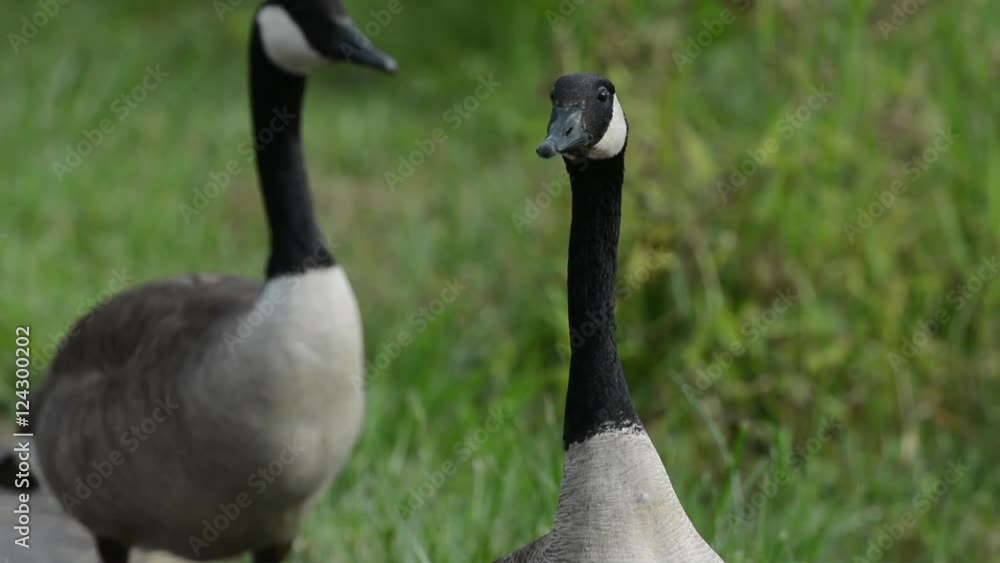 Geese in tall grass, a Canada Goose hisses and bobs his head. Geese in tall grass, a Canada Goose hisses and bobs his head.