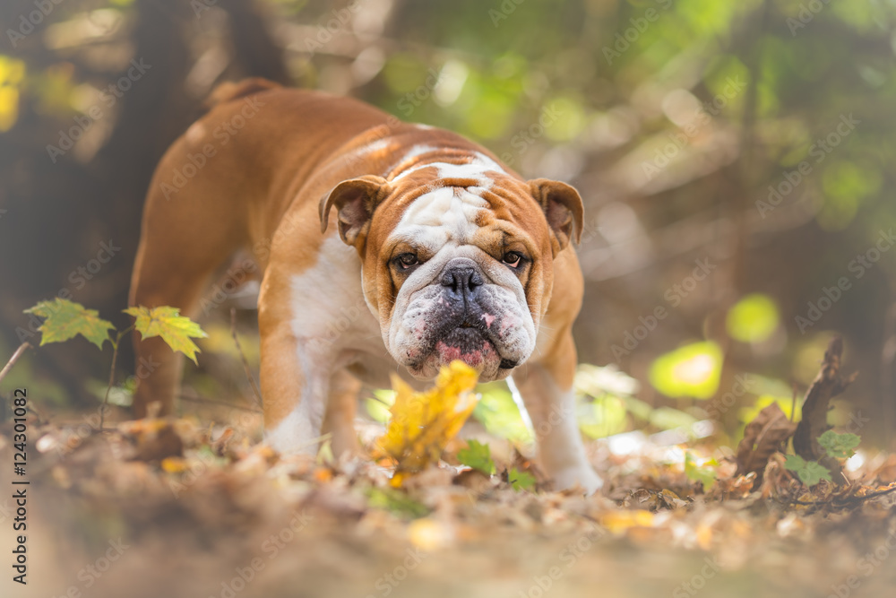 English Bulldog Dog Autumn Portrait
