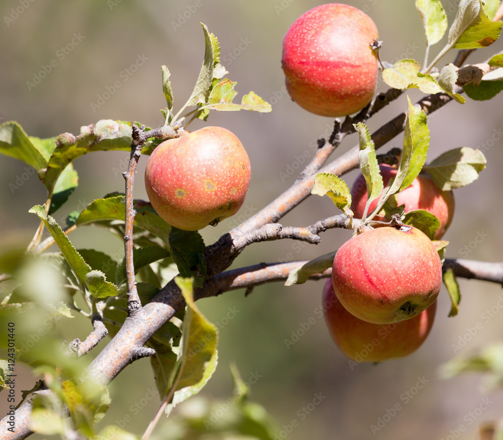 ripe apples on the tree in nature ripe apples on the tree in nature
