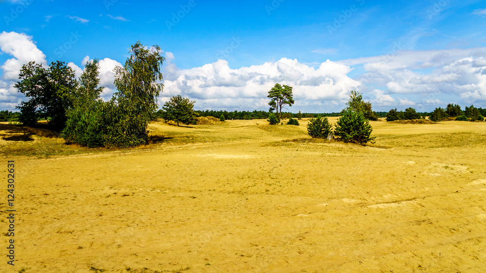 Fototapeta premium The mini desert of Beekhuizerzand on the Veluwe in the Netherlands in the province of Gelderland. It is the largest sanddrift area in Europe