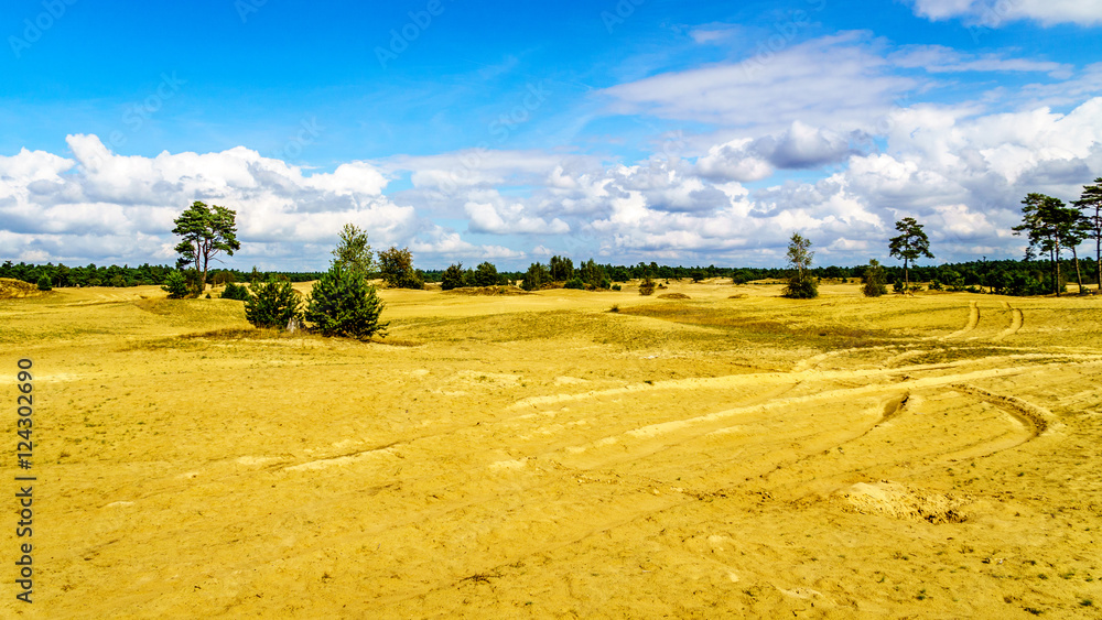 Fototapeta premium The mini desert of Beekhuizerzand on the Veluwe in the Netherlands in the province of Gelderland. It is the largest sanddrift area in Europe