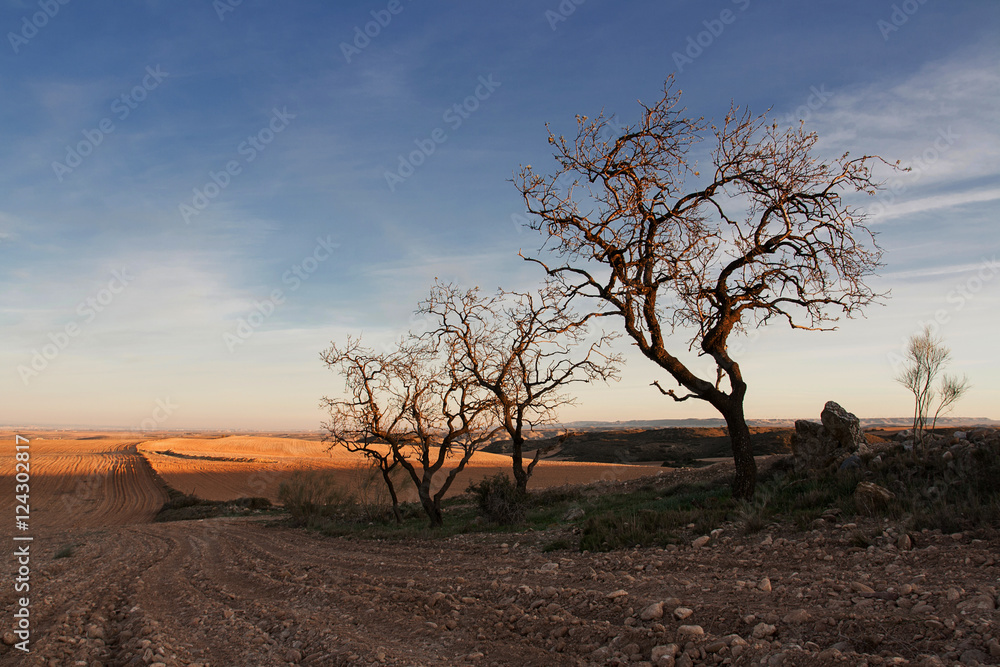 Obraz premium bare tree