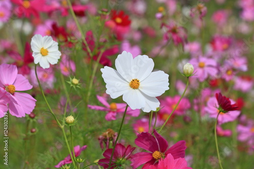 cosmos flower