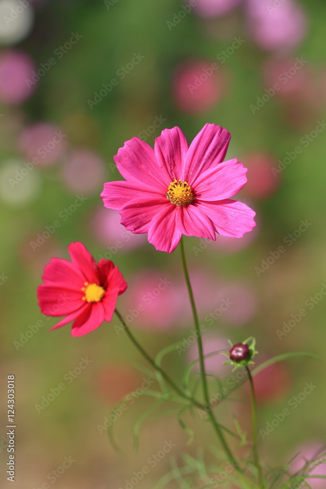 cosmos flower cosmos flower