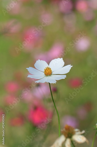 cosmos flower