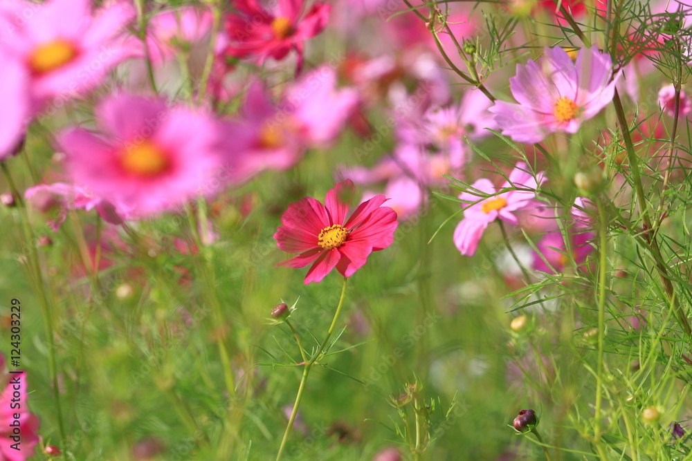cosmos flower cosmos flower