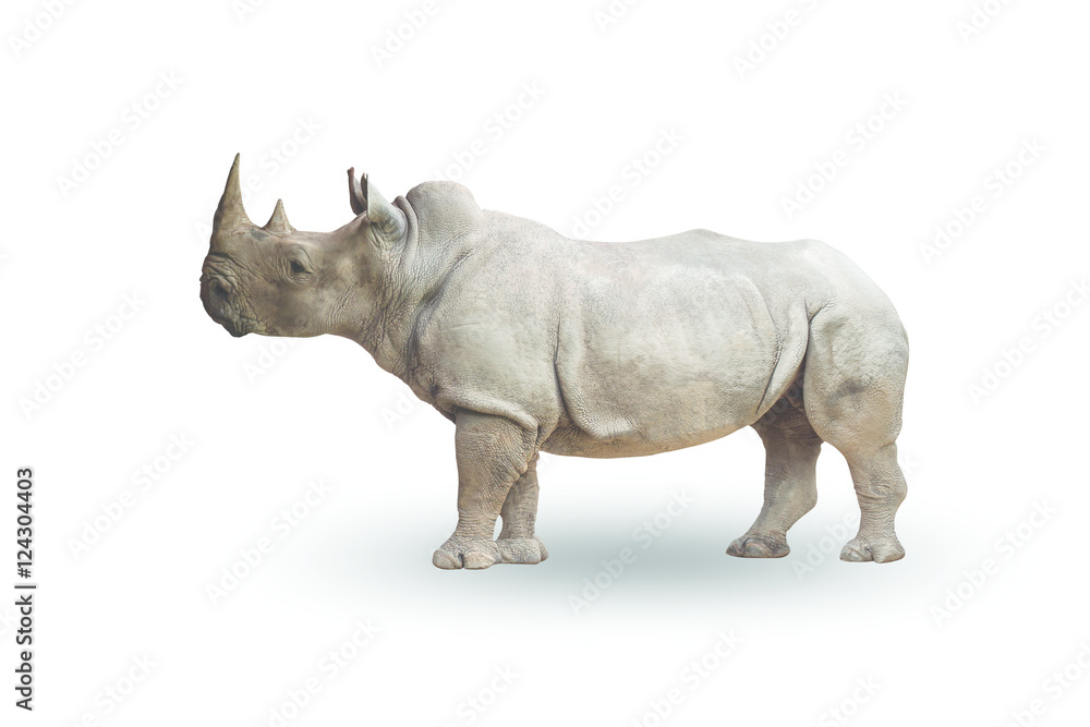 Fototapeta premium Rhinoceros isolated on white background,with clipping path
