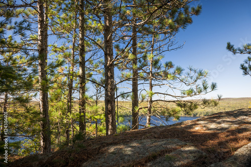 Pines on sunny cliff