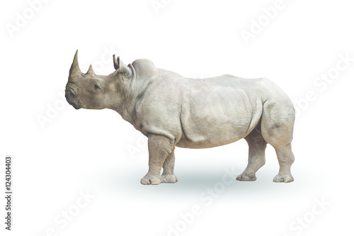 Rhinoceros isolated on white background,with clipping path