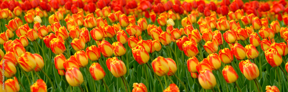 Fototapeta premium Tulips Panorama
