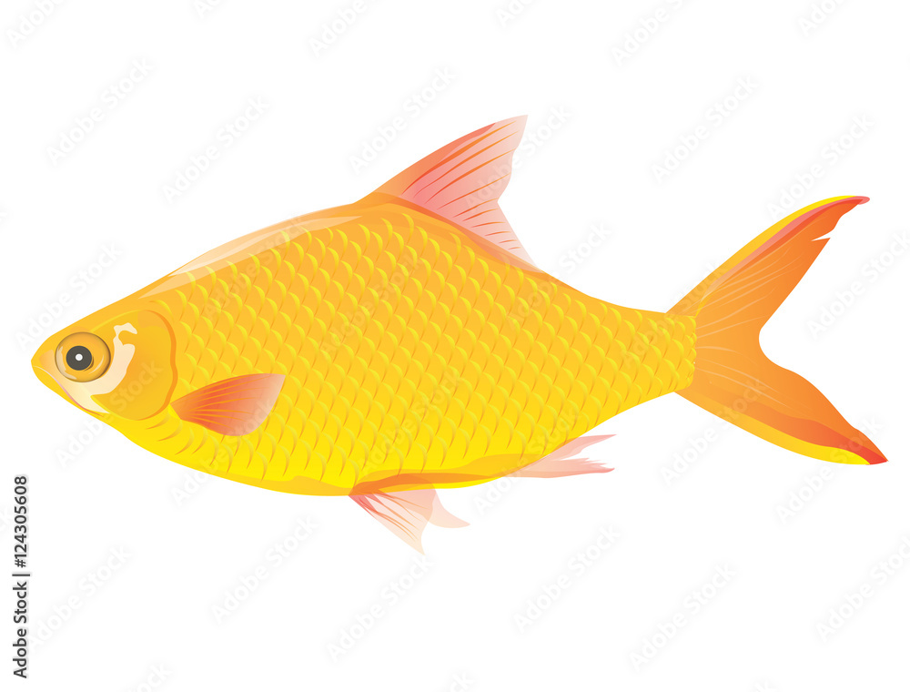 fish vector design fish vector design