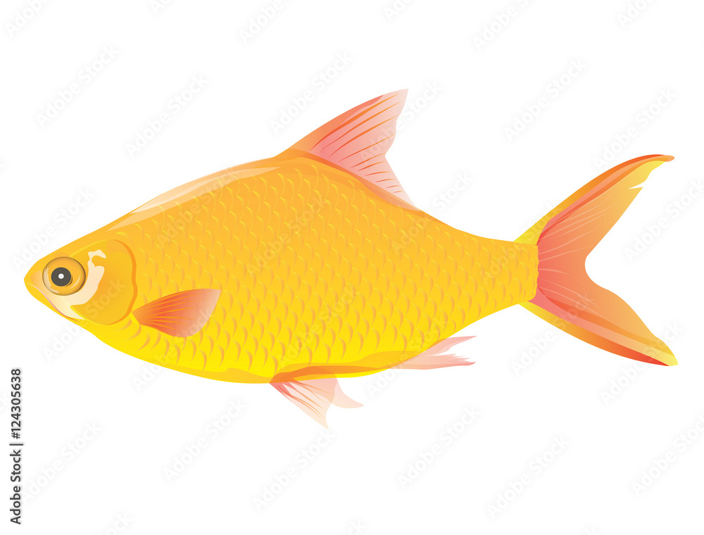 fish vector design fish vector design