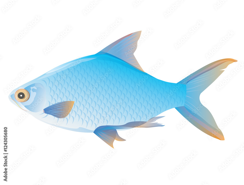 Obraz premium fish vector design