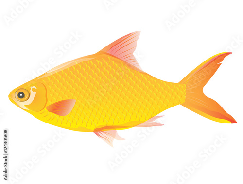 fish vector design