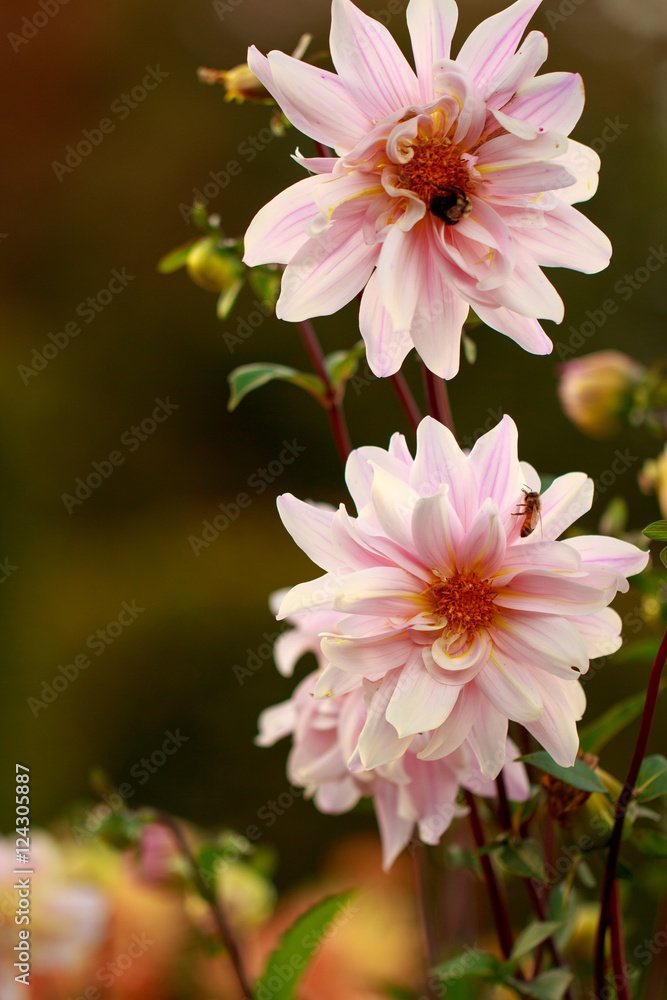 flower flower