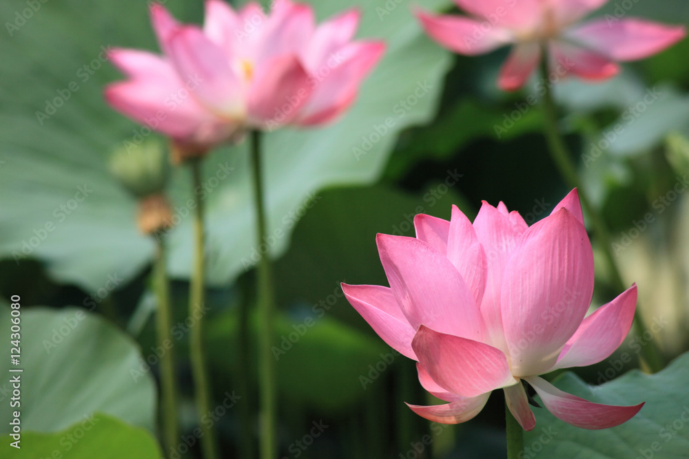 Obraz premium blooming lotus flower during summer in Hong Kong