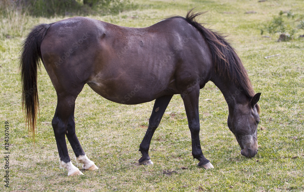 Fototapeta premium Horse gazing in grass